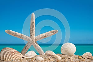 Starfish. Sea shells and Starfish. Beach sand with seashells. Panorama of ocean beach. Miami Beach Florida