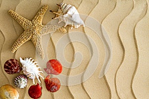 Starfish and Sea Shells on the Wavy Beach Sand