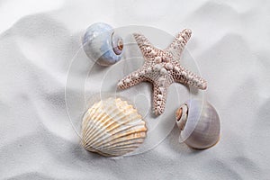 A starfish and sea shells on white clean sand.