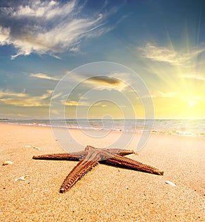 Starfish on a sea shore at sunset. Vintage stile. Travel concept.