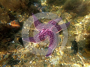 Starfish sea star Asterias amurensis and Patiria pectinifers underwater on sandy sea bottom in sun light. Echinoderms in nature. photo
