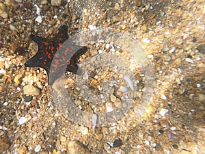 Starfish sea star Patiria pectinifera underwater on sandy sea bottom in nature closeup. Six-rayed starfish. Marine echinoderms in photo