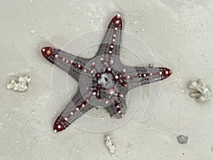 A starfish or sea star in the sand