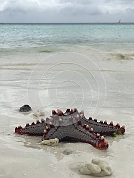 A starfish or sea star in the sand