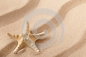 Starfish or sea star on the seashore