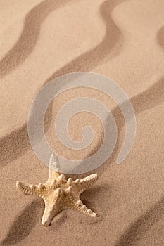 Starfish or sea star on the seashore