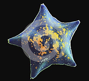 Starfish Sea Star Patiria pectinifera isolated on black background photo