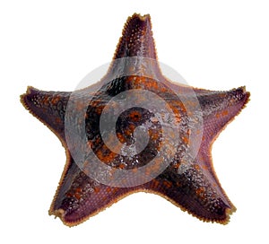 Starfish Sea Star Patiria pectinifera isolated on white background photo