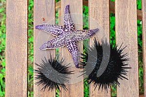 Starfish and sea urchin, echinus