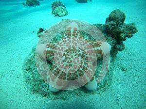 Starfish On the seabed in the Red Sea, Eilat Israel