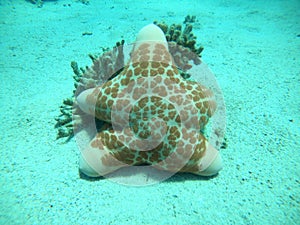 Starfish On the seabed in the Red Sea, Eilat Israel