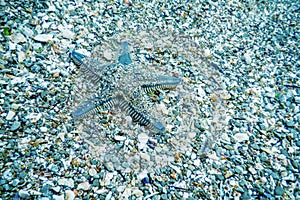 Starfish on the Seabed, Underwater Star Fish