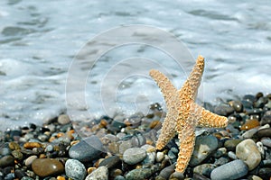 Starfish on seacoast