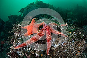 Starfish on Seafloor of Kelp Forest