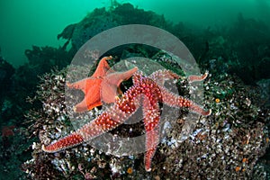 Starfish on Seafloor of Kelp Forest photo