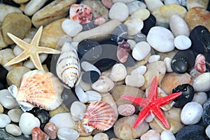 Starfish, seashell, and colorful pebble stones