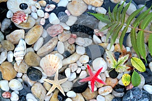 Starfish, seashell, and colorful pebble stones