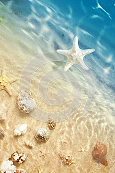 Starfish and seashell on the summer beach in sea water. Summer background. Summer time.