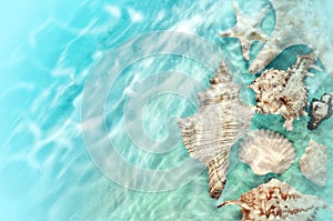 Starfish and seashell on the summer beach in sea water.