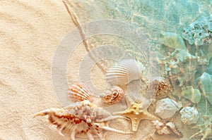 Starfish and seashell on the summer beach in sea water. Summer background. Summer time.