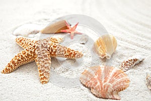 Starfish and Seashells