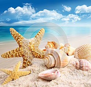 Stelle marine e conchiglie in spiaggia.