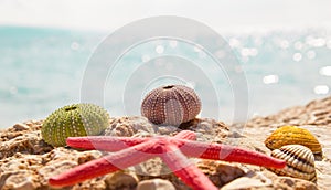 Starfish seashells beach summer background