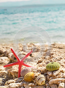 Starfish seashells beach summer background