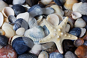 Starfish and seashells collection