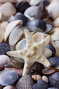 Starfish and seashells collection