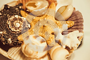 Starfish, seashells isolated on white background