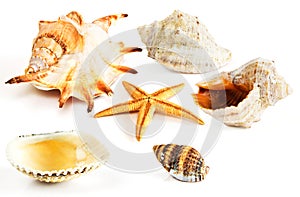 Starfish, seashells, mussel isolated