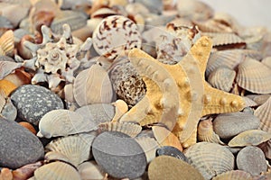 Starfish, seashells and pebbles