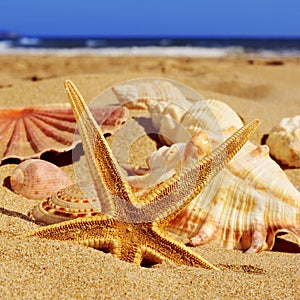 Starfish and seashells on the sand of a beach