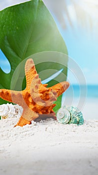 Starfish with seashells on sand beach and blurred beach background summer time concept.