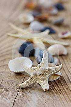 Starfish and seashells