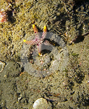 Starfish / Seastar photo