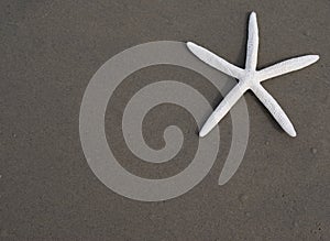 Starfish (seastar) photo