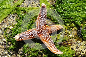 Starfish on seaweed