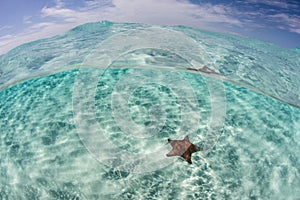 Starfish on Shallow, Caribbean Sand Flat