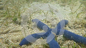 A starfish in the shallows of Kadavu Island in Fiji