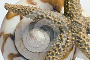 Starfish and shell