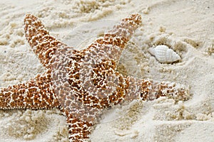 Starfish and shell on sandy beach