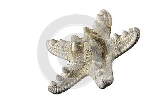 Starfish shell. The shell protects the mollusk against weather conditions