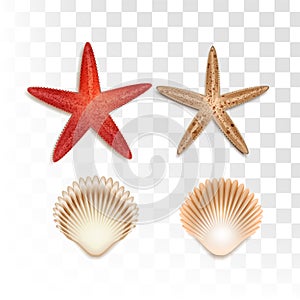 Starfish and shellfish summer sale promotion element shopping,summer promo,holidays on the beach,web banner template background