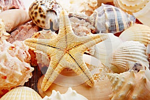 Starfish and shells