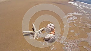 Starfish And Shells