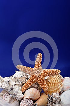 Starfish and shells