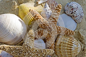 Starfish and shells on the beach