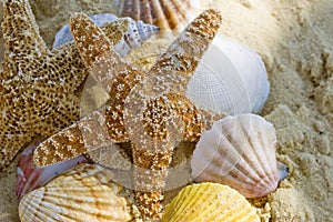 Starfish and shells on the beach